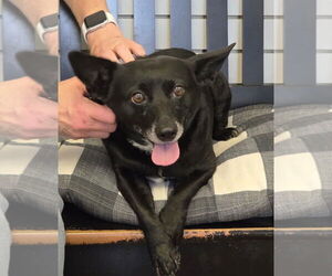 Mutt Dogs for adoption in Amarillo, TX, USA