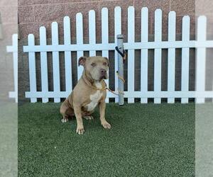 American Pit Bull Terrier Dogs for adoption in Modesto, CA, USA