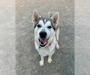 Siberian Husky Dogs for adoption in Santa Maria, CA, USA