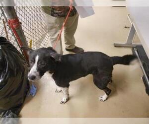 Border Collie Dogs for adoption in Houston, TX, USA