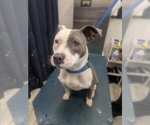 American Bulldog-Unknown Mix Dogs for adoption in Mobile, AL, USA