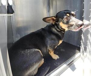 Dachshund-Unknown Mix Dogs for adoption in San Antonio, TX, USA