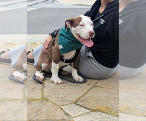 American Pit Bull Terrier-American Staffordshire Terrier Mix Dogs for adoption in San Diego, CA, USA
