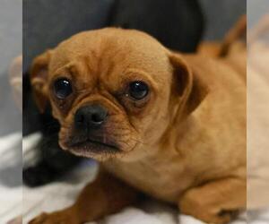 Pug-Unknown Mix Dogs for adoption in San Antonio, TX, USA