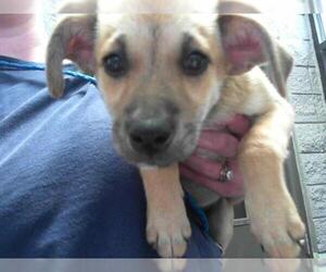 Rat Terrier-Unknown Mix Dogs for adoption in Tulsa, OK, USA
