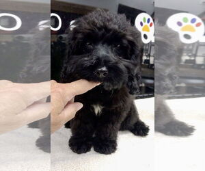 Cockapoo (Toy) Dogs for adoption in Lincolnwood, IL, USA