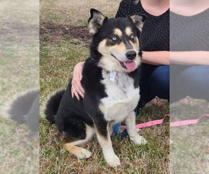 Siberian Husky-Unknown Mix Dogs for adoption in Severn, MD, USA