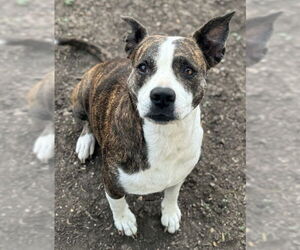 American Staffordshire Terrier-Unknown Mix Dogs for adoption in San Antonio, TX, USA