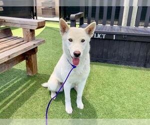 Siberian Husky Dogs for adoption in Orange, CA, USA