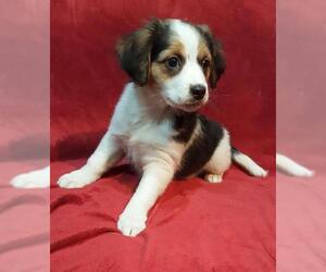Australian Shepherd-Beagle Mix Dogs for adoption in Pittstown, NJ, USA