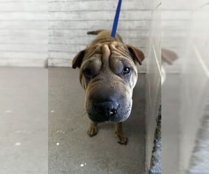 Chinese Shar-Pei Dogs for adoption in San Bernardino, CA, USA