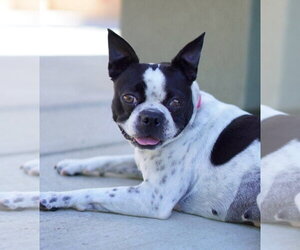 Boston Terrier Dogs for adoption in Davis, CA, USA