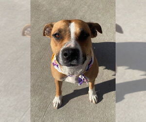 Mutt Dogs for adoption in Tulsa, OK, USA