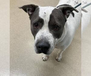 American Staffordshire Terrier-Unknown Mix Dogs for adoption in Grand Prairie, TX, USA