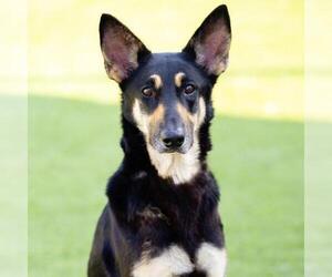 German Shepherd Dog-Unknown Mix Dogs for adoption in Camarillo, CA, USA