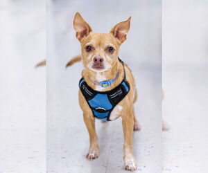 Chihuahua-Unknown Mix Dogs for adoption in McKinney, TX, USA