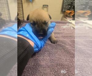 German Shepherd Dog Dogs for adoption in Modesto, CA, USA