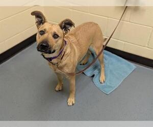 Shepradors Dogs for adoption in Denver, CO, USA