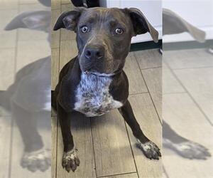 Mutt Dogs for adoption in Bakersfield, CA, USA