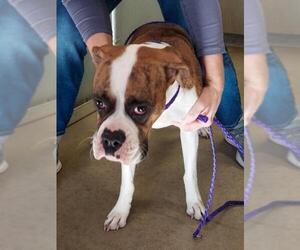 Boxer Dogs for adoption in La Porte, IN, USA