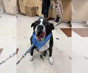 Labrador Retriever-Unknown Mix Dogs for adoption in Hinckley, IL, USA