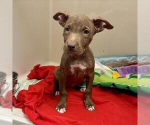 American Pit Bull Terrier-Unknown Mix Dogs for adoption in Las Vegas, NV, USA