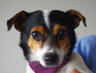 Rat Terrier-Unknown Mix Dogs for adoption in Longview, WA, USA