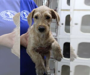 Mutt Dogs for adoption in El Centro, CA, USA