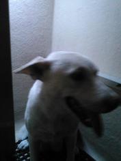 Finnish Spitz Dogs for adoption in San Antonio, TX, USA