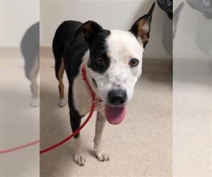 Australian Shepherd-Unknown Mix Dogs for adoption in Bakersfield, CA, USA
