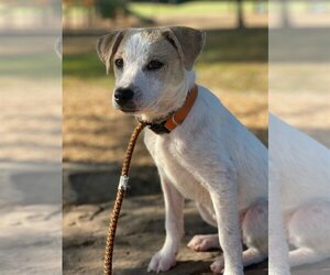 Mutt Dogs for adoption in Hillsboro, MO, USA