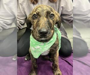 Plott Hound-Unknown Mix Dogs for adoption in Stockton, CA, USA