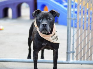 Small American Staffordshire Terrier Mix