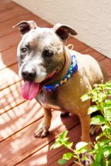 American Staffordshire Terrier Dogs for adoption in Tampa , FL, USA