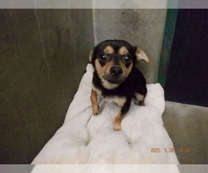 Chihuahua-Unknown Mix Dogs for adoption in Oroville, CA, USA