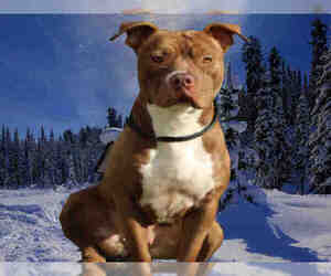 American Pit Bull Terrier Dogs for adoption in Fairfield, CA, USA