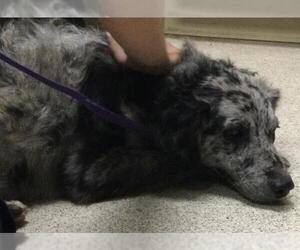 Australian Shepherd-Unknown Mix Dogs for adoption in Riverside, CA, USA