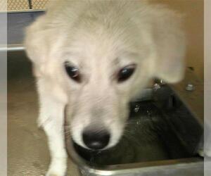 Great Pyrenees Dogs for adoption in Sanford, FL, USA