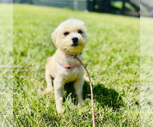 Maltese-Unknown Mix Dogs for adoption in Pacolet, SC, USA