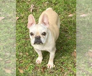French Bulldog Dogs for adoption in Fayetteville, GA, USA