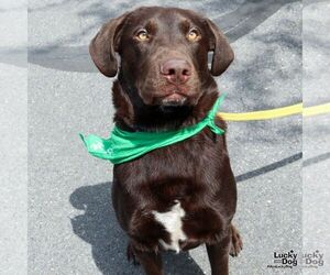Labrador Retriever-Retriever  Mix Dogs for adoption in Washington, DC, USA