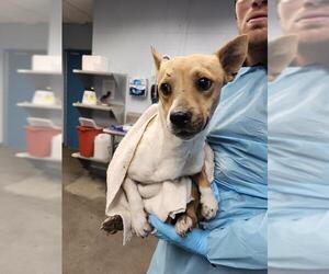 Mutt Dogs for adoption in San Antonio, TX, USA