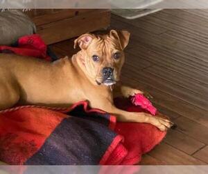 Staffordshire Bull Terrier-Unknown Mix Dogs for adoption in Carlsbad, CA, USA