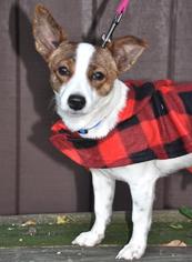 Jack Russell Terrier-Unknown Mix Dogs for adoption in Northbrook, IL, USA
