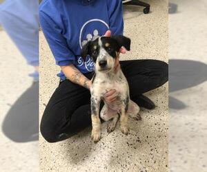 Mutt Dogs for adoption in Brighton, CO, USA