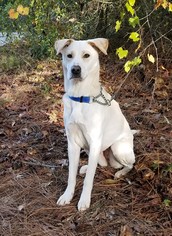 Medium Photo #1 Labrador Retriever-Unknown Mix Puppy For Sale in Social Circle, GA, USA