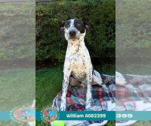 Border Collie-Unknown Mix Dogs for adoption in Mobile, AL, USA