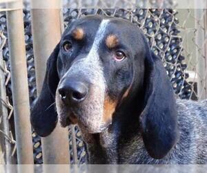 Bluetick Coonhound Dogs for adoption in Athens, AL, USA