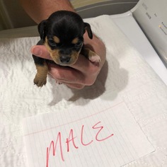 Small Chiweenie