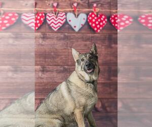 German Shepherd Dog Dogs for adoption in MIDWAY, UT, USA